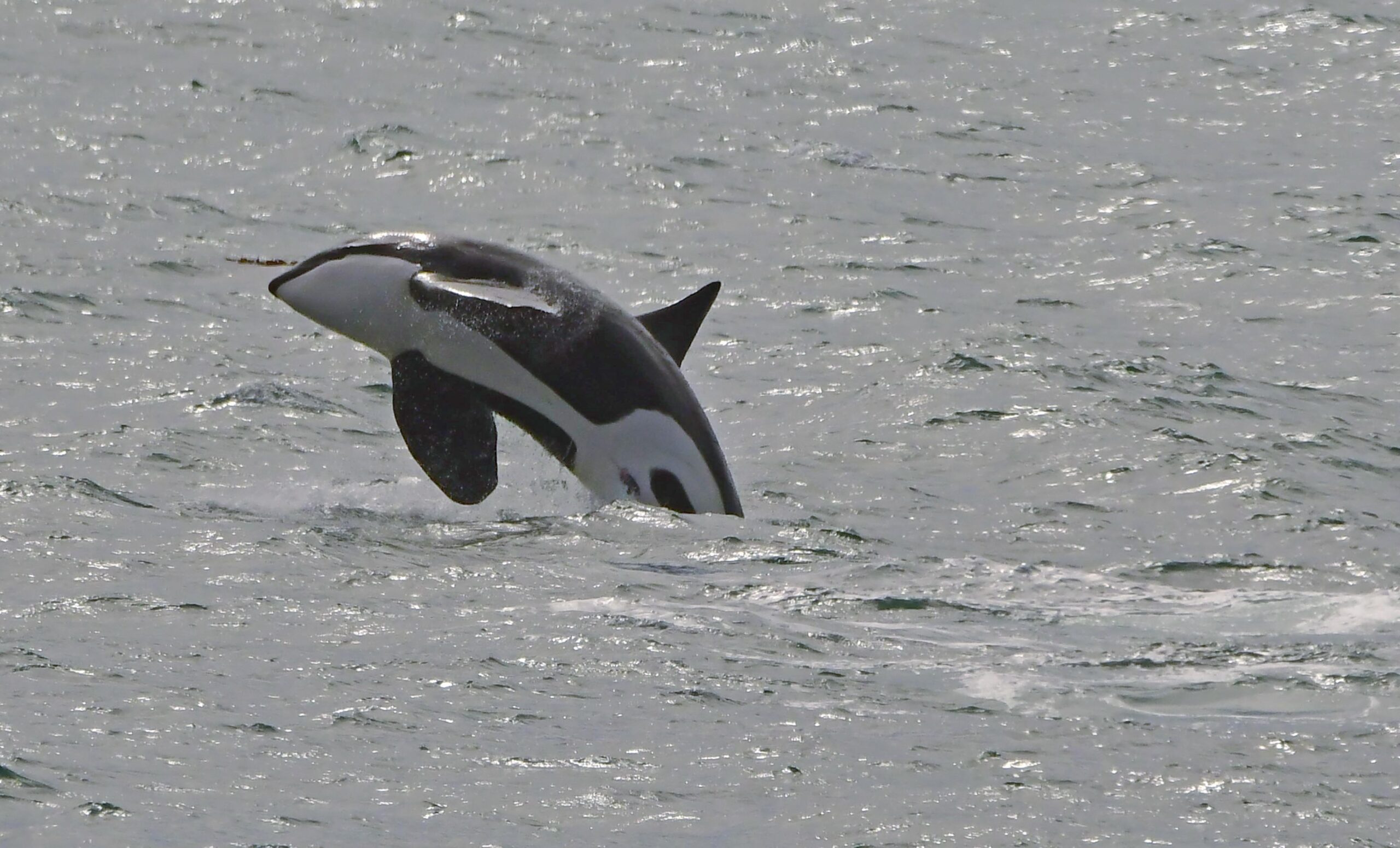 TURISMO EN CHUBUT: INCREÍBLE SHOW DE ORCAS EN PLENA TEMPORADA 2023